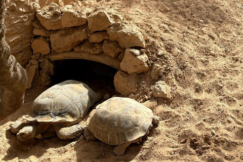 Djerba Explore: Crocodile Park & Lalla Hadria Museum Tour