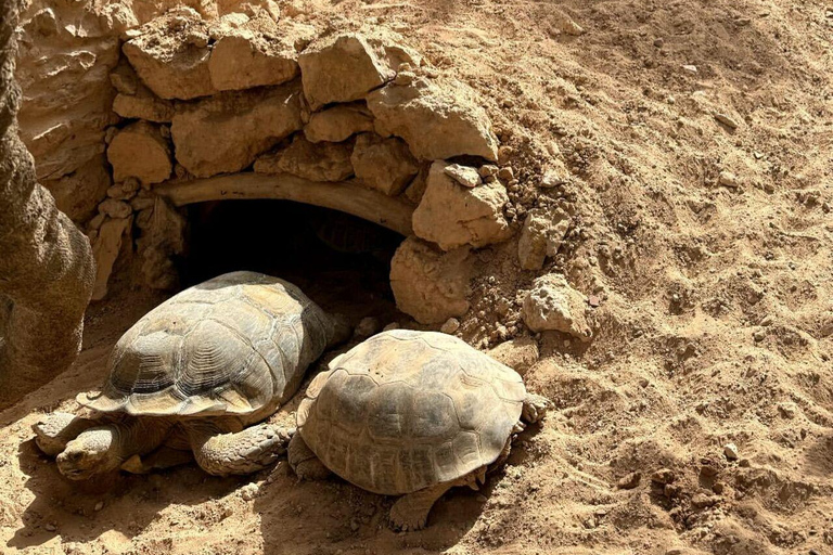 Djerba Explore: Crocodile Park & Lalla Hadria Museum Tour