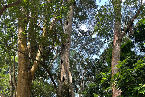 Full Day Tour: Aburi Botanical Gardens, ATV, & Waterfalls