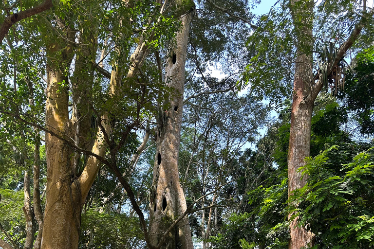 Full Day Tour: Aburi Botanical Gardens, ATV, & Waterfalls