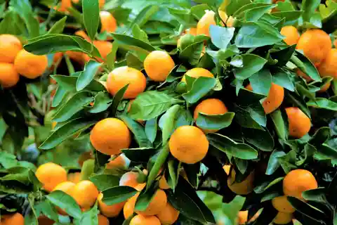 能ヶ谷発：花火とみかん狩り1日ツアー
