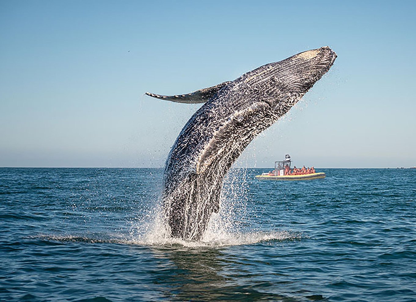 Tadoussac/Charlevoix: Zodiac-tur med hvalsafari