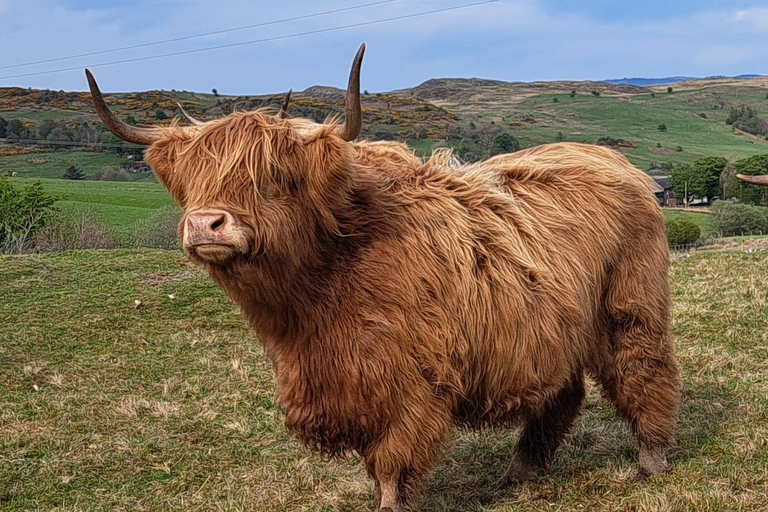 Glasgow: Highland Cow Trailer Tour with home baking