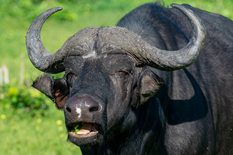 Excursión de un día a Chobe