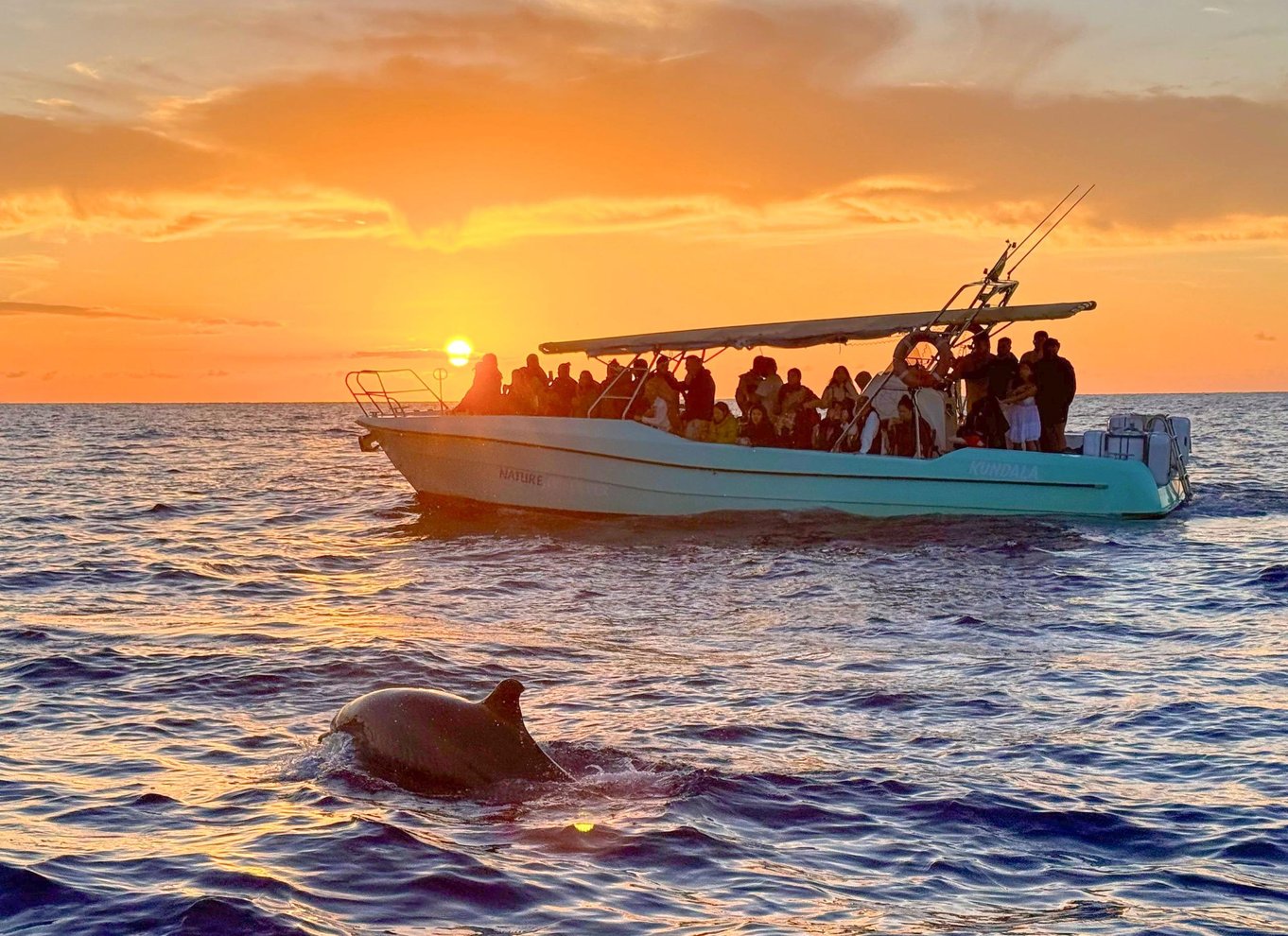 Fra Alcudia: Sejltur ved solopgang med delfinobservation