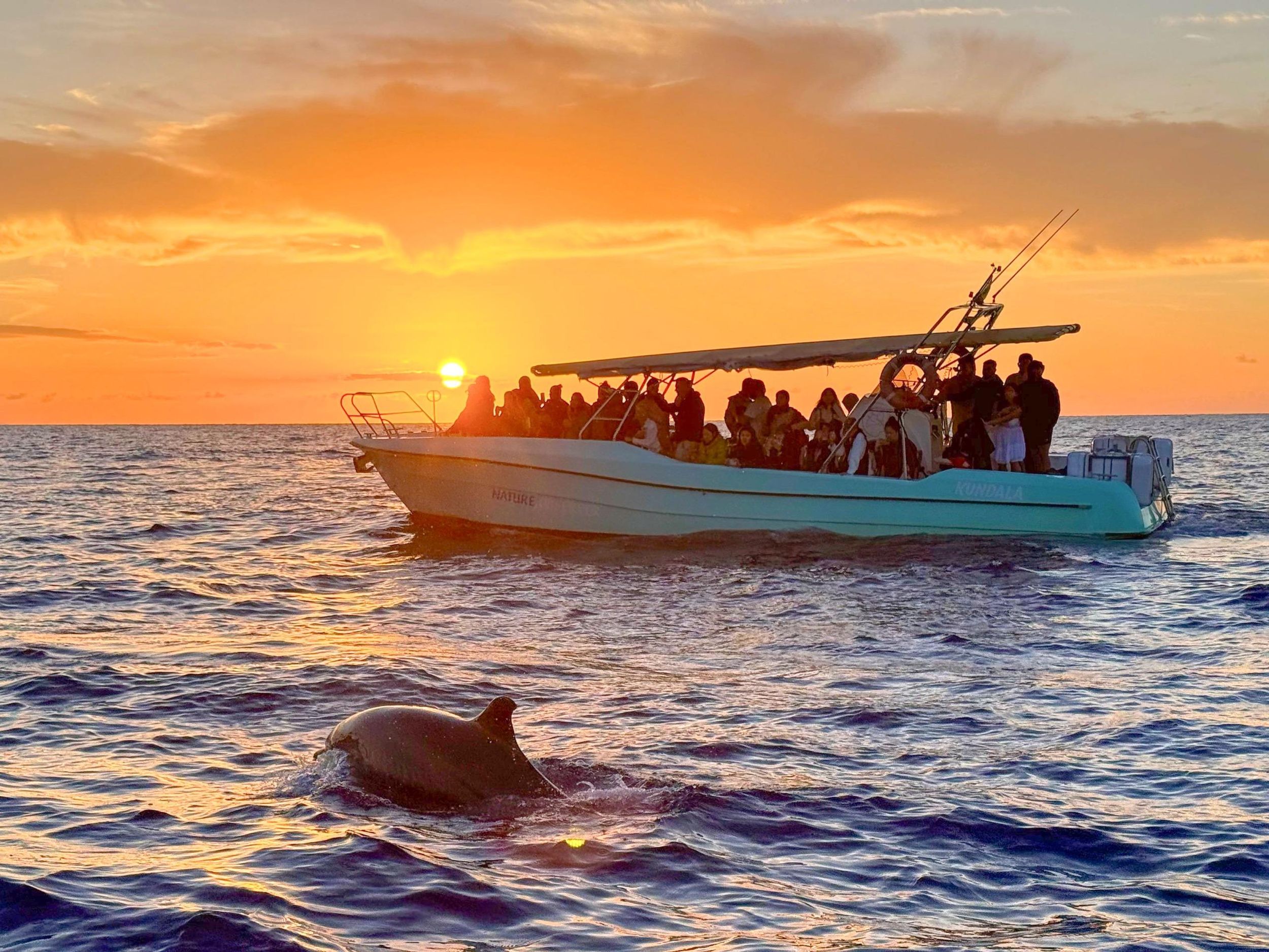 Ab Alcudia: Delfinbeobachtungstour bei Sonnenaufgang