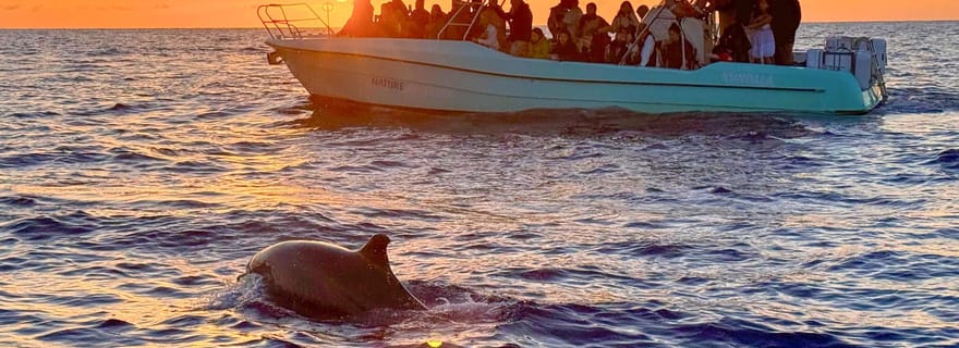 Depuis Alcudia : Excursion en bateau pour observer les dauphins au lever du soleil