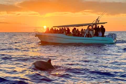 Ab Alcudia: Delfinbeobachtungstour bei Sonnenaufgang
