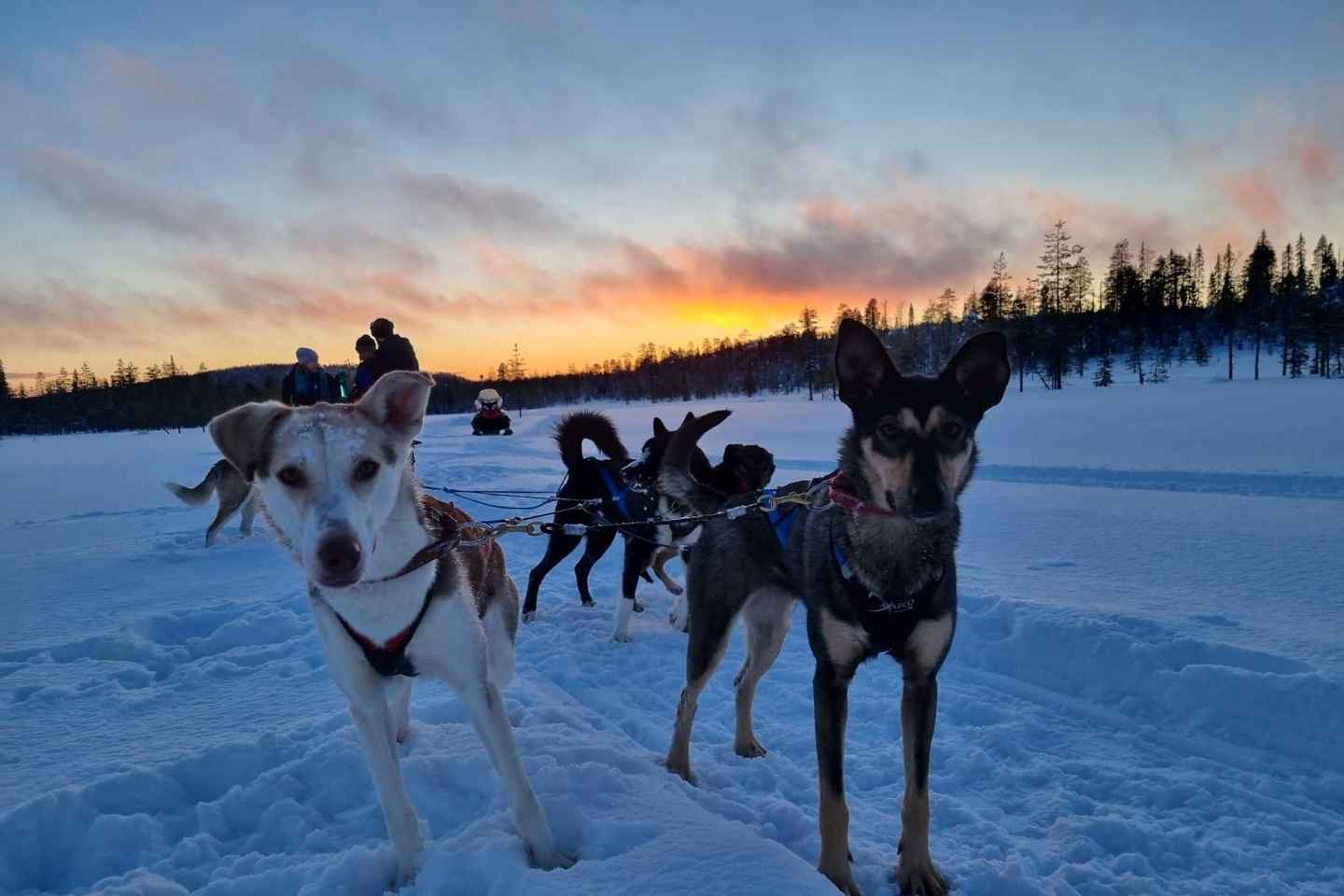 8-10km Husky Ride in the Taiga Forest & Visiting the Kennel