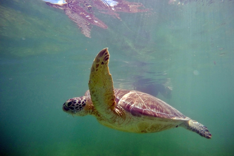 Zatoka Akumal: Cenoty i nurkowanie z żółwiamiOdbiór z Riviera Maya, Playa del Carmen i Puerto Morelos