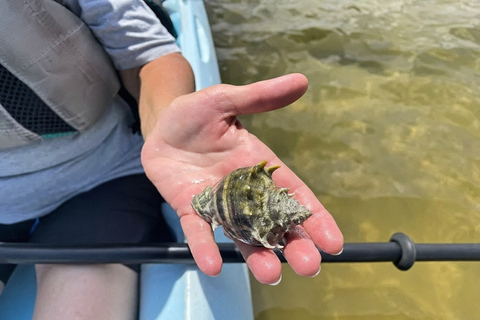 Florida: Indian River Daytime Manatee and Dolphin Kayak Tour Clear Bottom Kayak Day Tour
