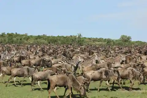 Excursión de 8 días a la Gran Migración del Serengeti - Travesía del río Mara
