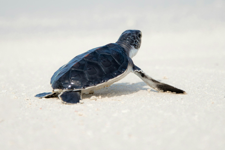 Galle Sea Turtle Visit & Boat Safari from hambantota port