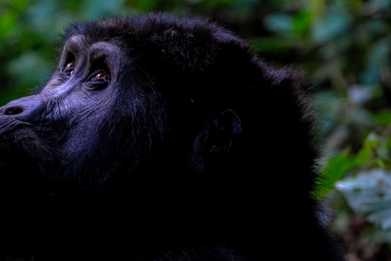 3 Tage klassisches Gorilla-Abenteuer