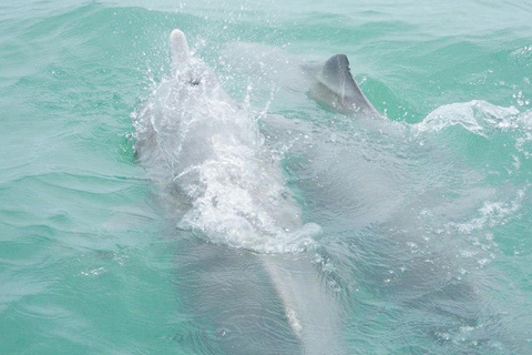 Koh Samui: Excursión en catamarán a motor con delfines y 3 islas