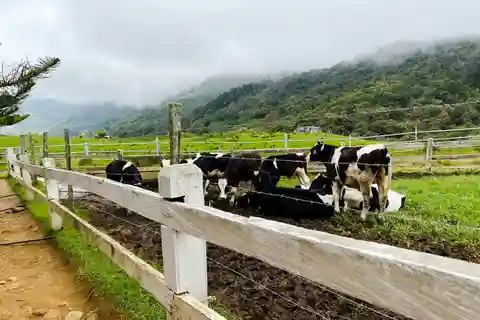 Sabah: Dagstur til Kundasang