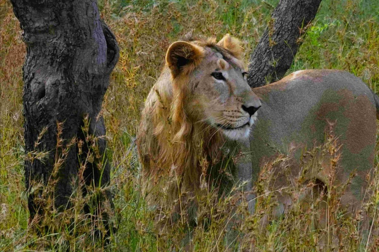 Arusha: 2-tägige Camping-Safari mit Pirschfahrten und Wanderungen