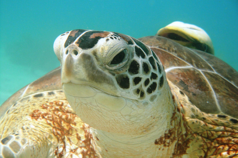 Akumal: Tsuuk Park Entry with Turtles Snorkeling Tour