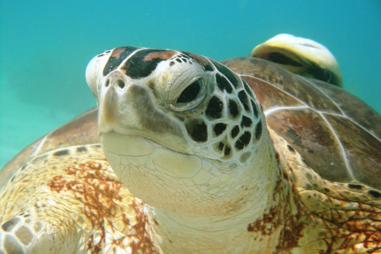 Akumal: Tsuuk Park Entry with Turtles Snorkeling Tour