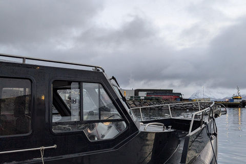 Skjervøy : Excursion en bateau chauffé pour l&#039;observation des orques et des baleines