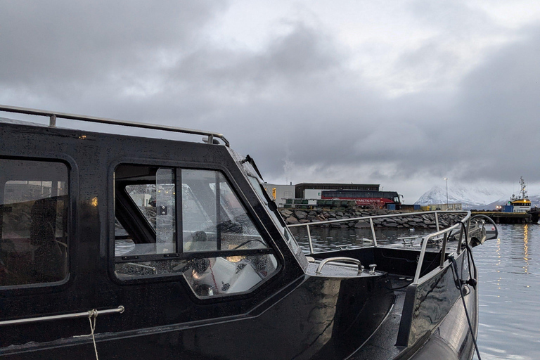 Skjervøy : Excursion en bateau chauffé pour l&#039;observation des orques et des baleines