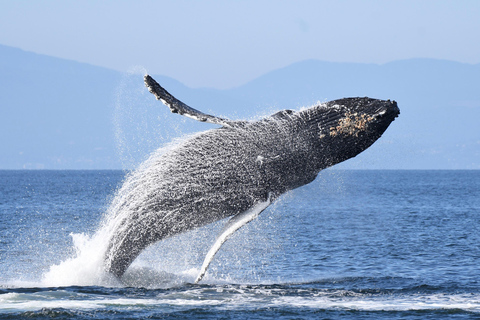 Vancouver: Catamaran Whale Watching Tour, Granville Island