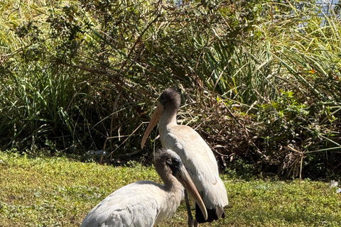 Everglades Tour private with 1 hour private airboat