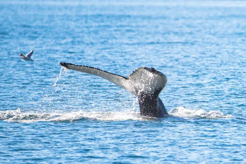 Hauganes: Walvissen kijken in Noord-IJsland