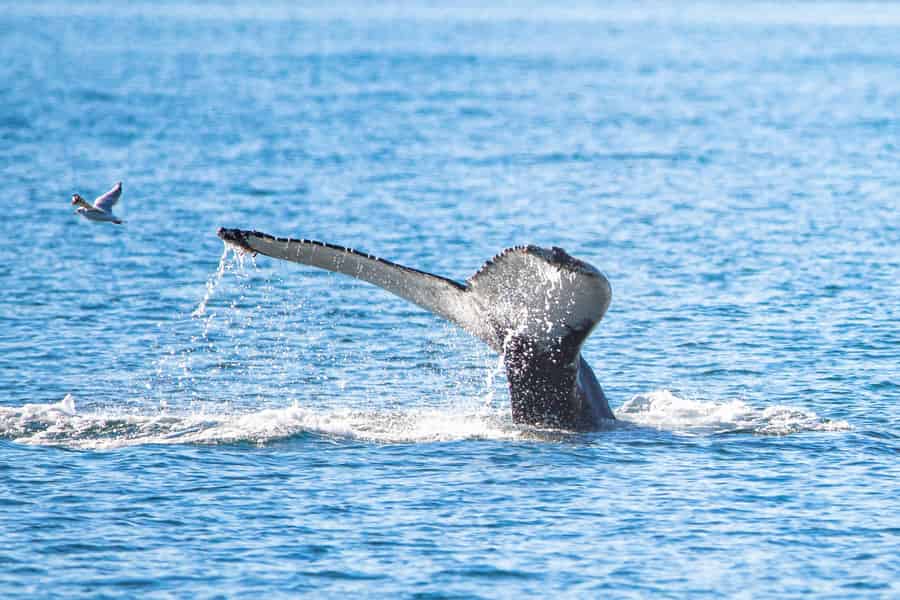 Hauganes: Whale Watching in Nordisland. Foto: GetYourGuide Hauganes: Whale Watching in Nordisland. Foto: GetYourGuide