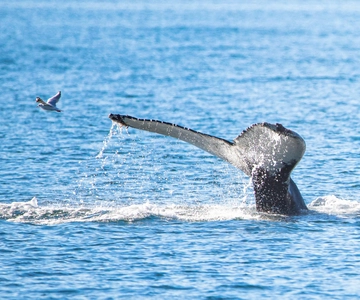 Akureyri: Hvalsafari med transport fra havnen