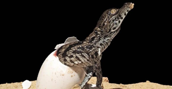 Djerba Explore guided tour: Crocodiles, Reptiles & Museums