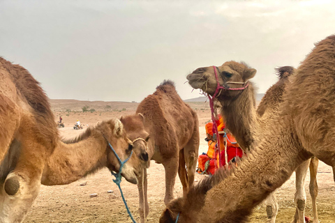 Marrakech:Explorer le désert Agafay Camel&Quad avec Dîner&Spectacle