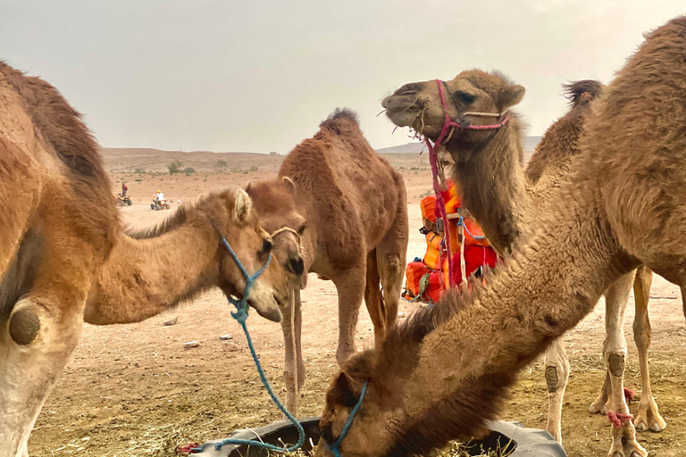 Marrakech:Explorer le désert Agafay Camel&Quad avec Dîner&Spectacle