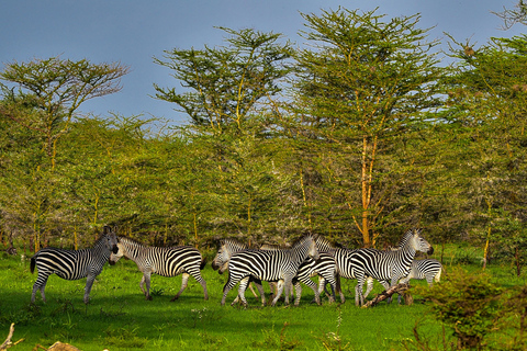 Z Zanzibaru: jednodniowe safari do Selous Game Reserve z lotemZ Zanzibaru: jednodniowe safari do rezerwatu Selous z przelotem