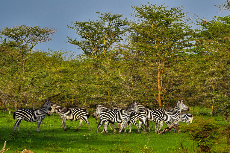 Depuis Zanzibar : Safari d&#039;une journée dans la réserve de Selous avec vol