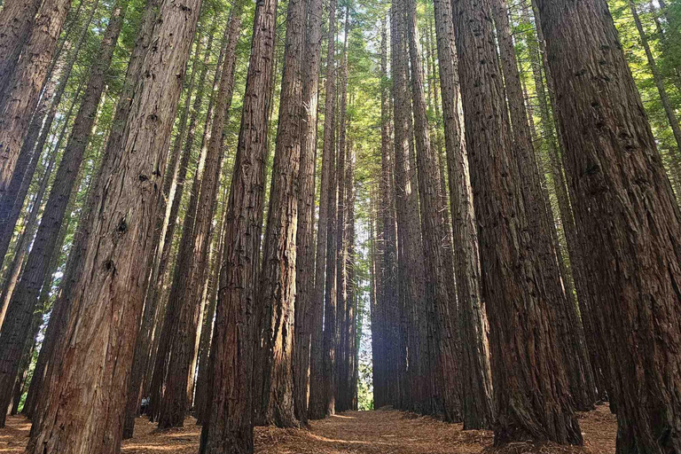 Yarra Valley Day Tour with Redwoods, Wine and Wildlife Wildlife Tour Option