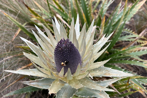 From Mexico city: Hike in Toluca&#039;s mountain (private tour)