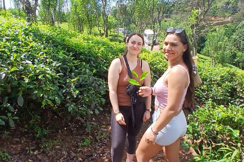 ELLA Lipton Seat Tea Test & Pluck 9Arch, Waterfalls, & Food Lipton's Seat, Little Adam Peak, 9 Arch, Ravana Waterfalls