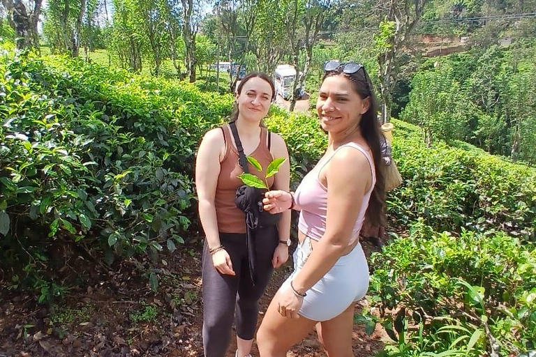 ELLA Lipton Seat Tea Test & Pluck 9Arch, Waterfalls, & Food Lipton's Seat, Little Adam Peak, 9 Arch, Ravana Waterfalls