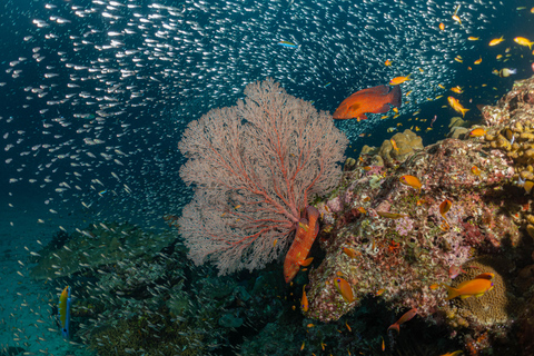 Similan 2Day-1Night Onboard MV Koon Scuba Dive or Non-Dive From Phuket Similan MV Koon Scuba with Dive - Sharing Room