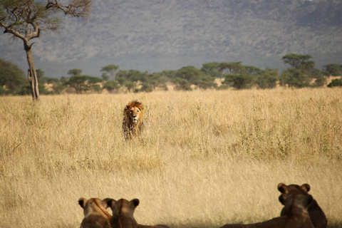 Arusha: 2-Day Lake Manyara National Park & Ngorongoro Crater 2-Day joining Safari to Tanzania National parks…
