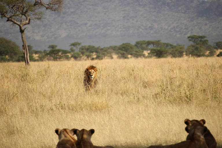 Arusha: 2-Day Lake Manyara National Park & Ngorongoro Crater 2-Day joining Safari to Tanzania National parks…