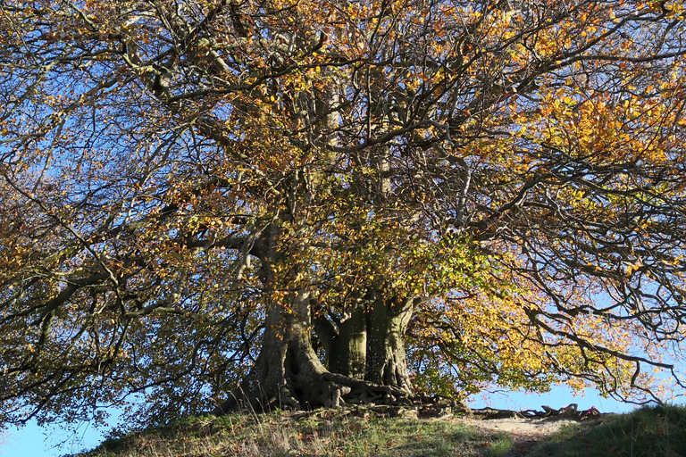 Wiltshire Excursión guiada en coche Mística y DragonesPor persona Coche