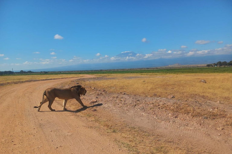 EXCURSION D'UNE JOURNÉE DANS LE PARC NATIONAL D'AMBOSELI SAFARI PRIVÉ AU DÉPART DE NAIROBI.