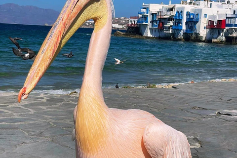 Cruzeiro guiado em Mykonos com um jipe exclusivo para passageiros: Visita obrigatória em 4h