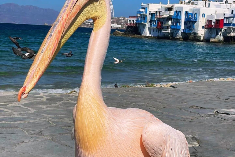 Cruzeiro guiado em Mykonos com um jipe exclusivo para passageiros: Visita obrigatória em 4h