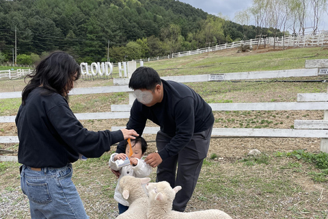 Gyeonggi: Alpaca & Sheep Ranch Admission Ticket in Gapyeong