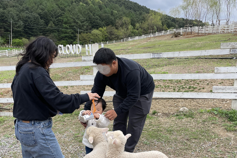 Gyeonggi: Alpaca & Sheep Ranch Admission Ticket in Gapyeong