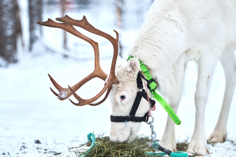Levi: Reindeer Sleigh Ride 600m in Enchanting Forest