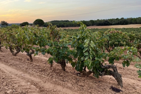 Route des vins "Ribera del Duero" et visite guidée à SégovieVisite guidée bilingue - anglais de préférence